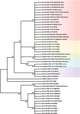 Phylogeography of the giant honey bees based on mitochondrial gene sequences